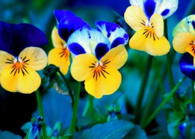 Pansies Beautiful Flowers Images 2017 HD Wallpapers Backgrounds Images